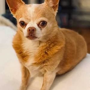 Meet your Posher, Janet